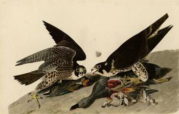 John James Audubon : Great footed hawk